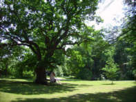 bei den drei Eichen